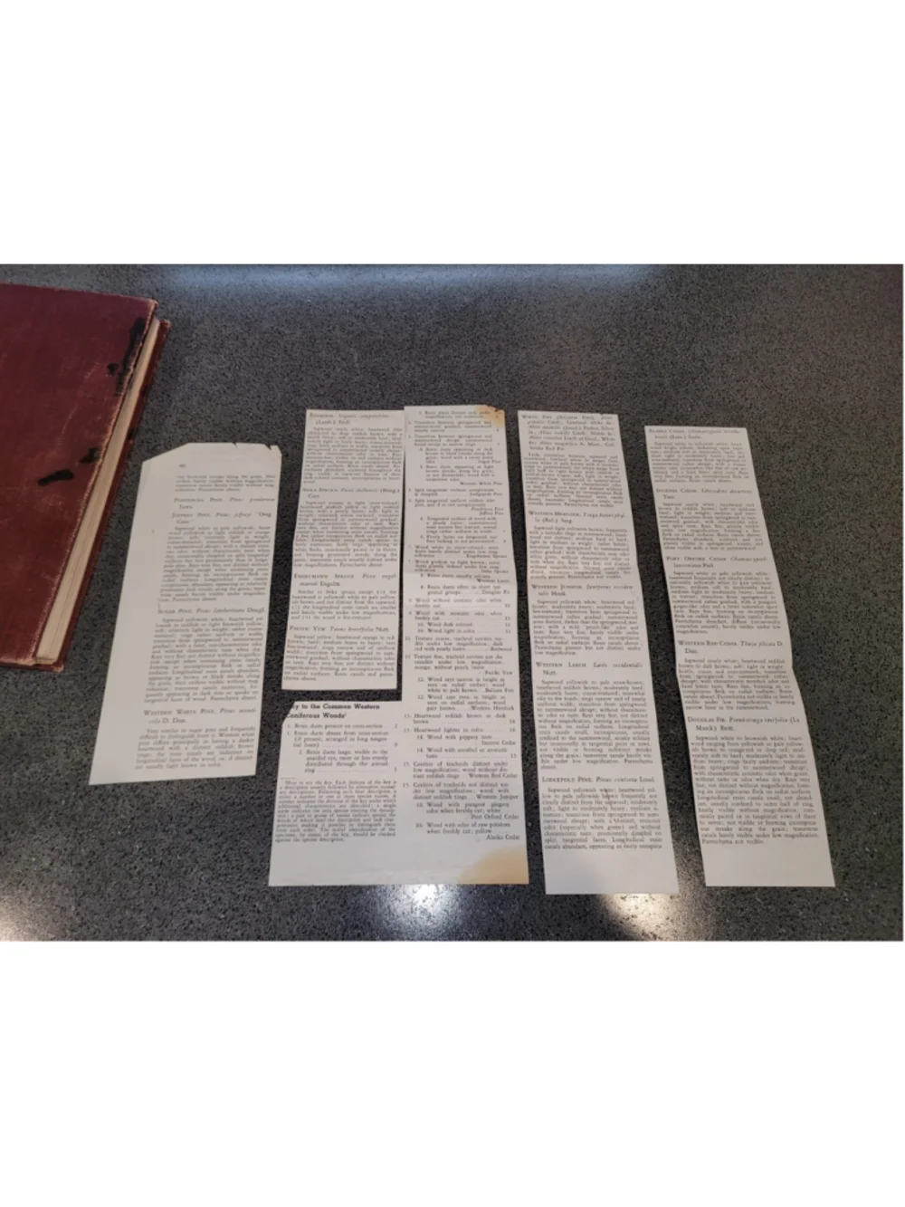 1934 Identification of the Commercial Timbers US American Forestry Guc